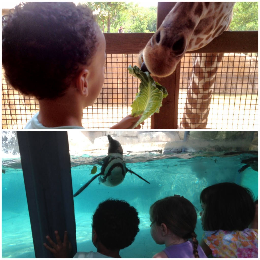Dallas Zoo giraffe and penguins