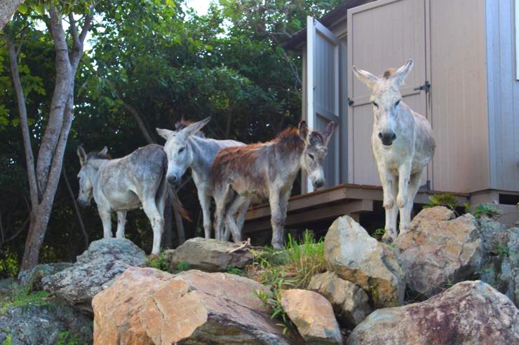 Caneel Bay Donkeys St John US Virgin Islands